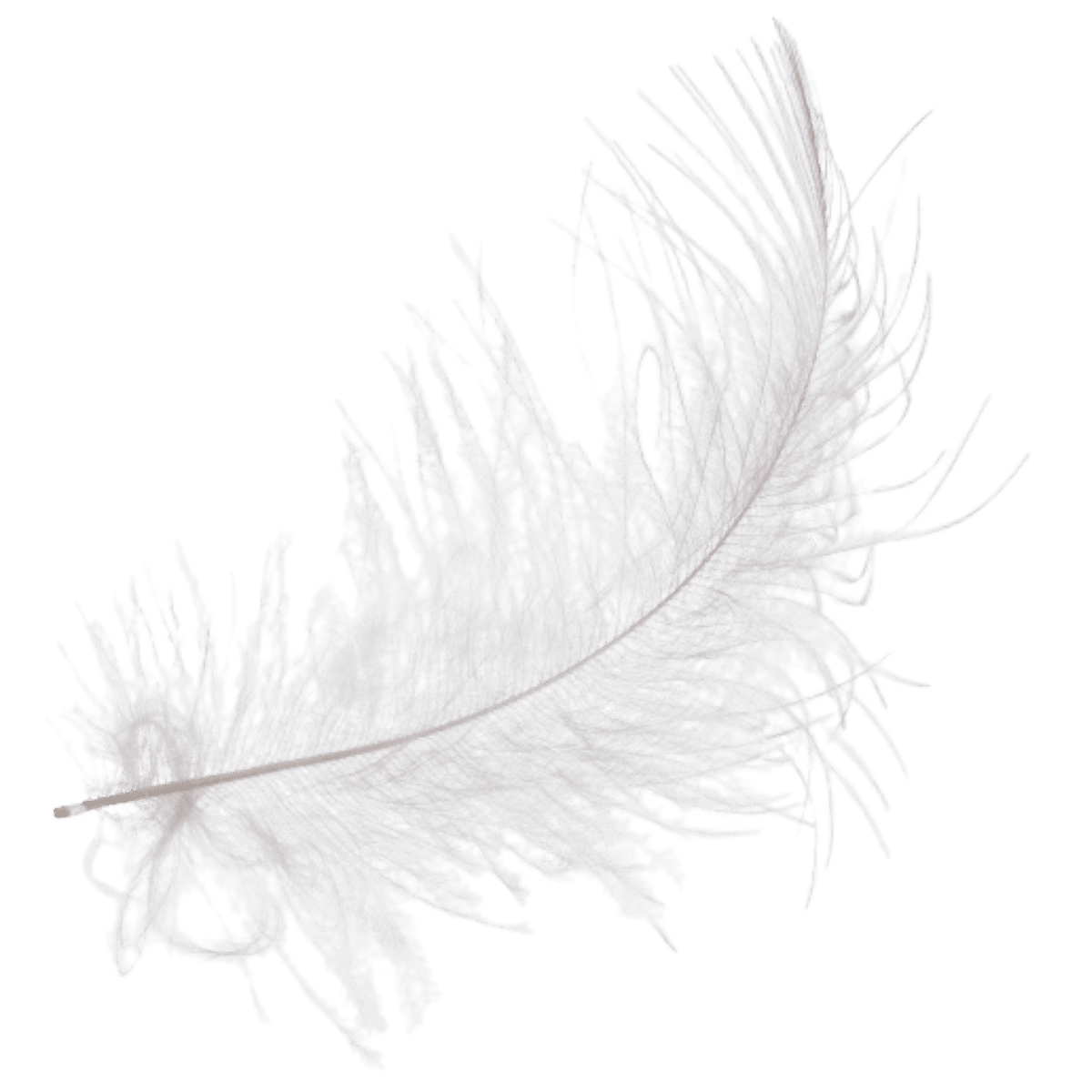 Feather